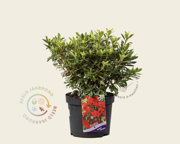 Rhododendron Azalea 'Hotshot Variegata'