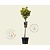 Euonymus japonicus 'Marieke' - 50 cm stam