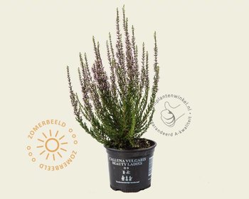 Calluna vulgaris 'Beauty Ladies Renate' - Paars