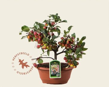 Malus 'Gorgeous' - bonsai in schaal