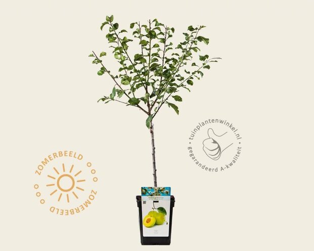 Prunus domestica 'Reine Claude Verte' - mini