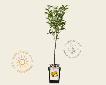 Malus domestica 'Golden Delicious' - mini