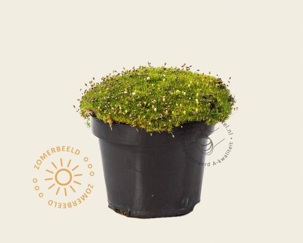 Sagina subulata 'Rucos'