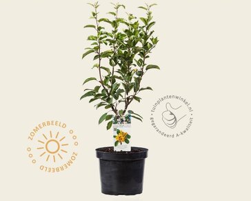 Malus 'Golden Hornet' - struik