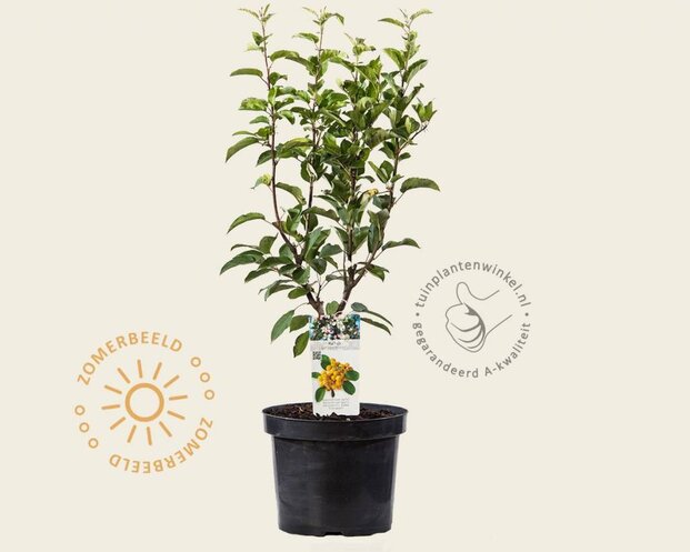 Malus 'Golden Hornet' - struik