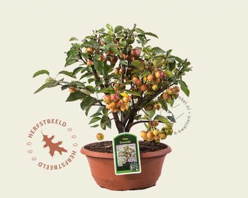 Malus 'Evereste' - bonsai in schaal