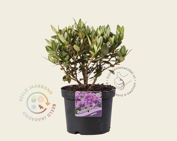 Rhododendron 'Lavendula'