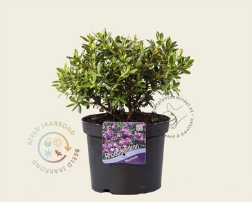Rhododendron 'Moerheim'