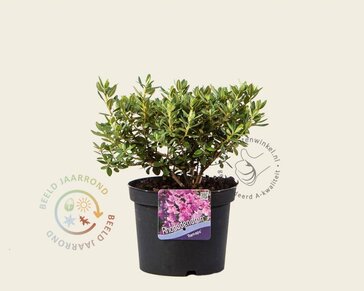 Rhododendron 'Ramapo'