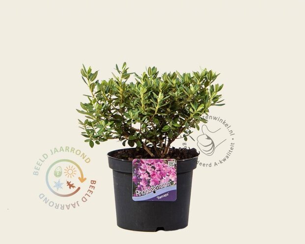 Rhododendron 'Ramapo'