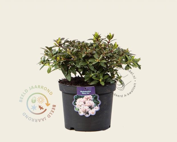 Rhododendron 'Ginny Gee'