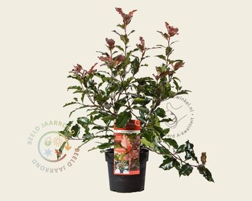 Photinia 'Magical Volcano' - 'Kolmavoca'