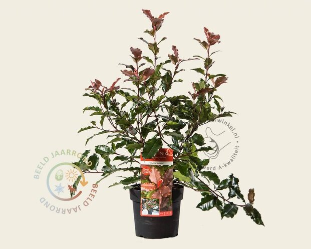 Photinia 'Magical Volcano' - 'Kolmavoca'