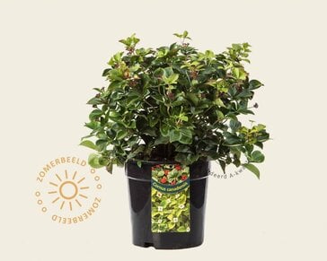 Cornus canadensis