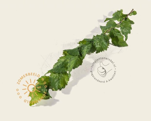 Ulmus x hollandica 'Wredei' - beveerd