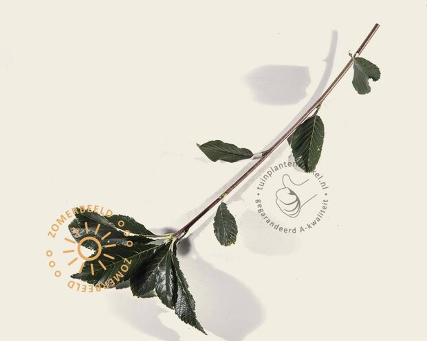 Sorbus thuringiaca 'Fastigiata'
