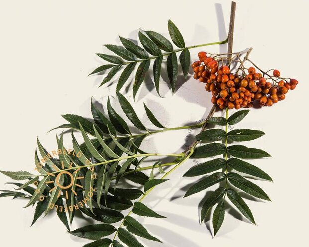 Sorbus 'Dodong'