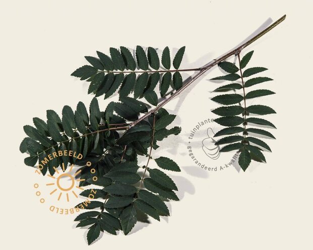Sorbus aucuparia