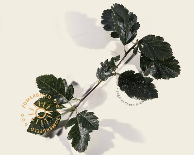 Sorbus aria 'Magnifica'