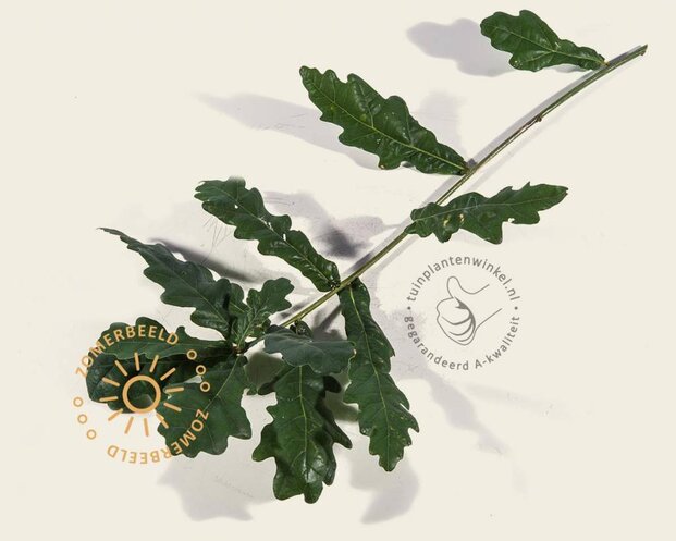 Quercus robur