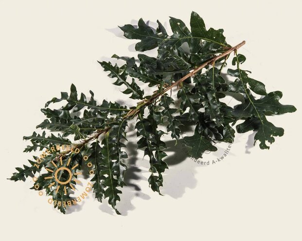 Quercus cerris