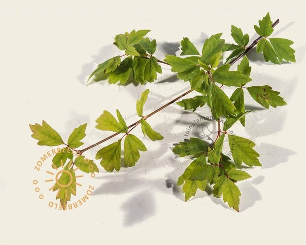 Acer griseum