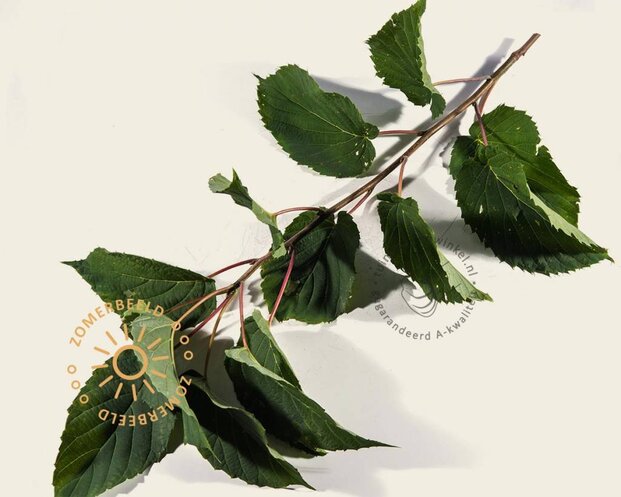 Davidia involucrata vilmoriniana