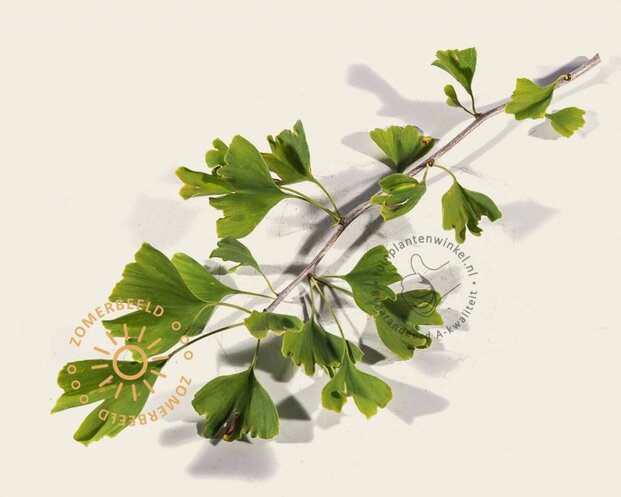 Ginkgo biloba