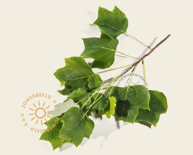 Liriodendron tulipifera 'Fastigiatum'