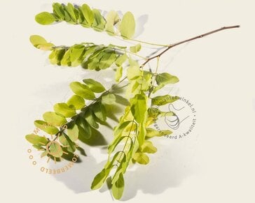 Robinia pseudo-acacia 'Frisia'