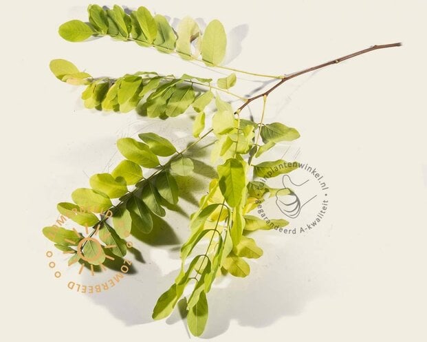 Robinia pseudo-acacia 'Frisia'
