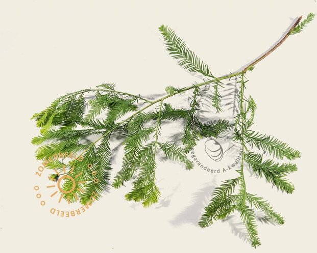 Taxodium distichum - beveerd