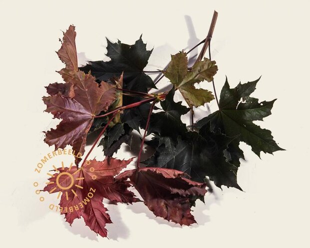 Acer platanoides 'Crimson Sentry' - 225 cm stam