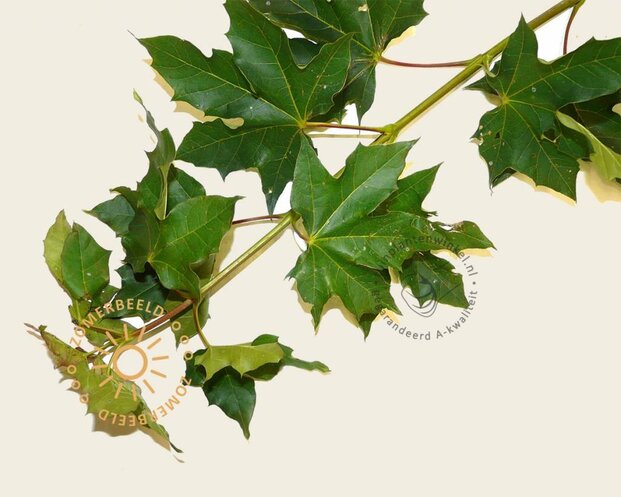 Acer platanoides 'Emerald Queen'