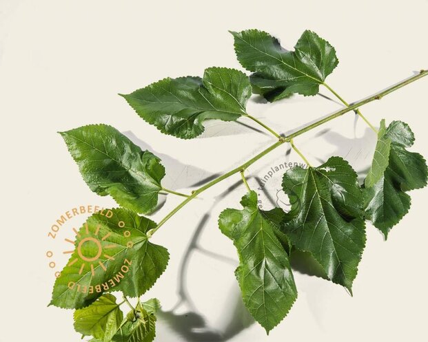Morus alba 'Pendula' - 200 cm stam