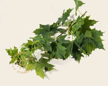 Acer platanoides 'Princeton Gold'