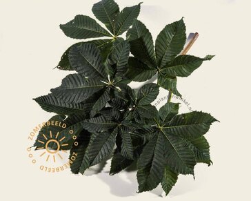 Aesculus carnea 'Briotii'