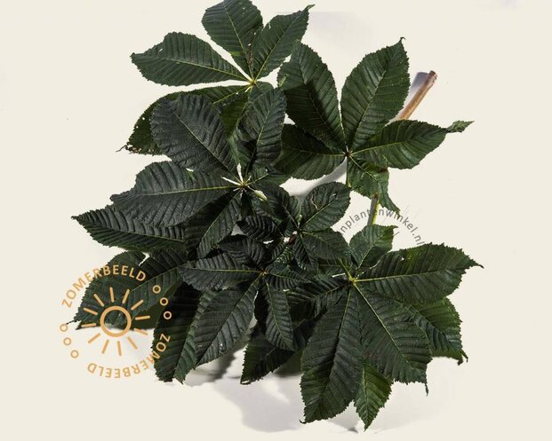 Aesculus carnea 'Briotii'