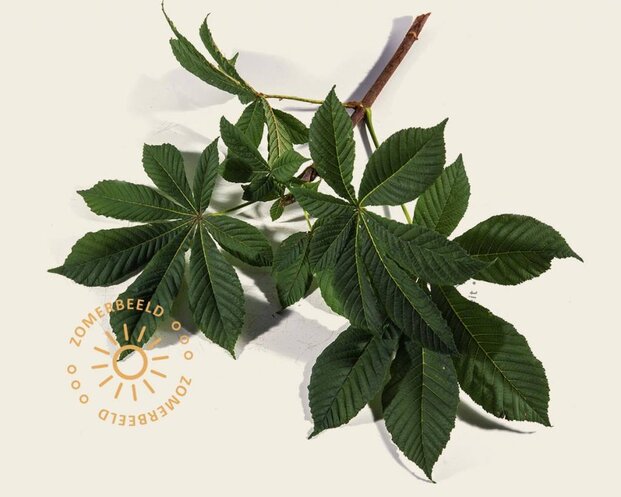 Aesculus hippocastanum 'Pyramidalis'