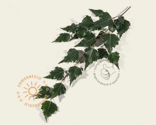 Betula pendula