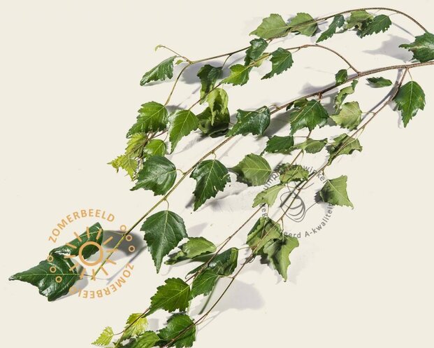 Betula pendula 'Youngii' - 225 cm stam