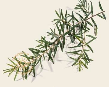 Hippophae salicifolia 'Robert'