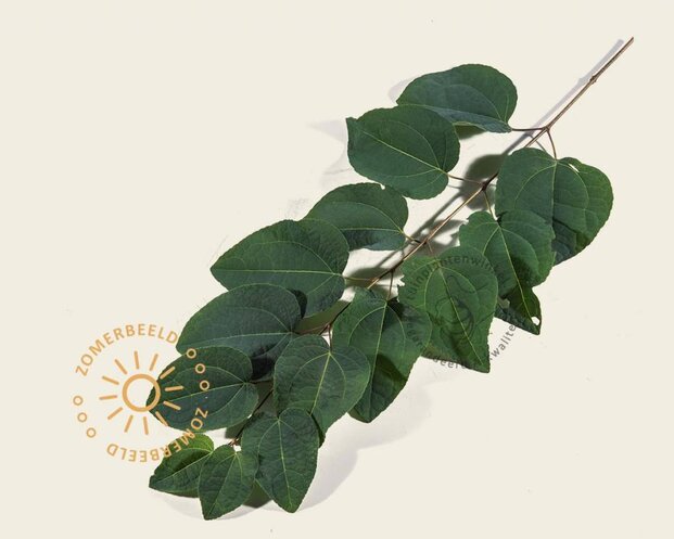 Cercidiphyllum japonicum - hoogstam