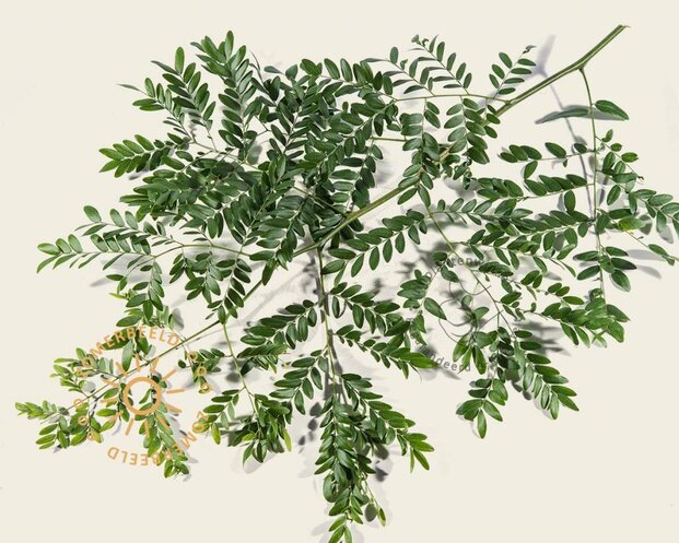 Gleditsia triacanthos 'Draves'