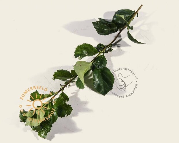 Crataegus persimilis 'Splendens'