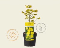 Acer shirasawanum 'Aureum'