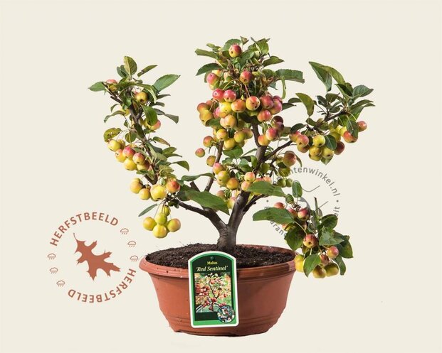 Malus 'Red Sentinel' - bonsai in schaal