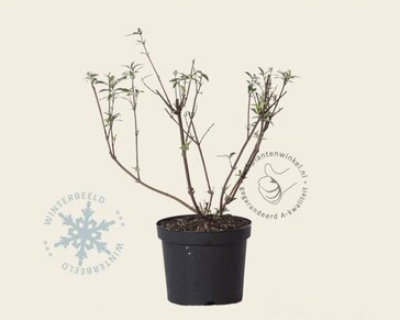 Buddleja davidii 'White Bouquet'