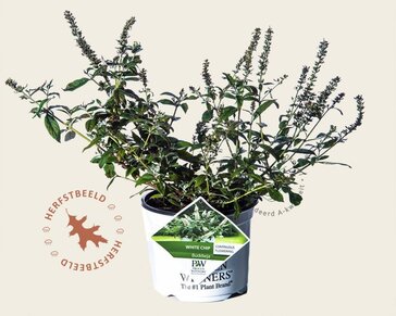 Buddleja davidii 'White Chip'