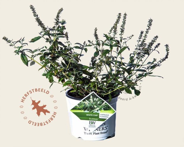 Buddleja davidii 'White Chip'